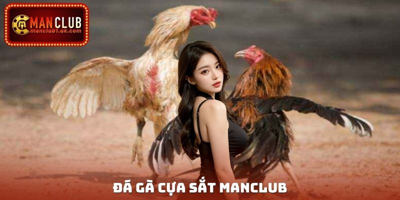 Đá Gà Cựa Sắt Manclub