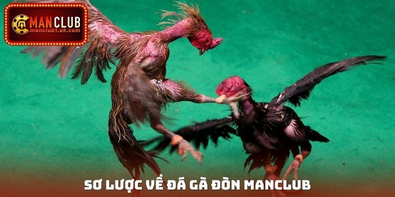 Sơ lược về đá gà đòn Manclub