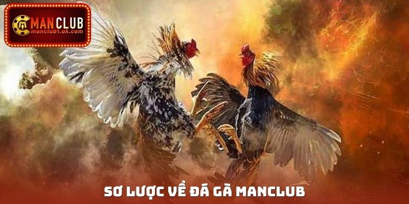 Sơ lược về đá gà Manclub